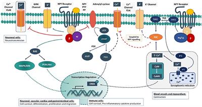 Frontiers | The Role Of Neuropeptide Y In Cardiovascular Health And Disease